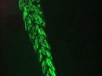 Immunocytochemistry/ Immunofluorescence: Actin Alpha 1 Cardiac Muscle Antibody (22D3) - BSA Free [NBP1-97725]