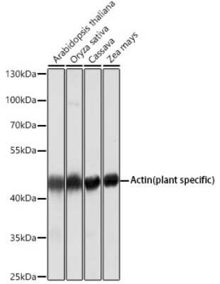 Western Blot: Actin Antibody (9Y9L6) [NBP3-16885]
