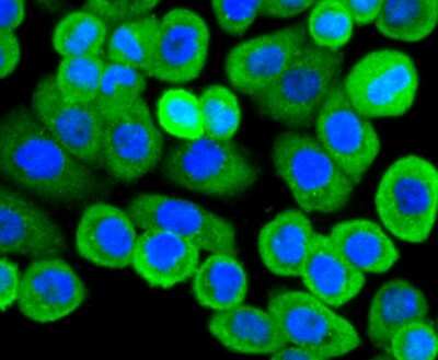 Immunocytochemistry/ Immunofluorescence: Actin Antibody (JJ09-29) [NBP2-67907]