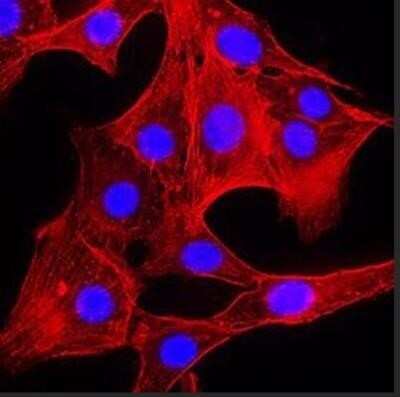 Immunocytochemistry/ Immunofluorescence: Actin Antibody (mAbGEa) - Azide and BSA Free [NBP2-80561]