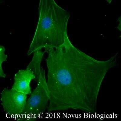 Immunocytochemistry/ Immunofluorescence: Actin Antibody (mAbGEa) - Azide and BSA Free [NBP2-80561]
