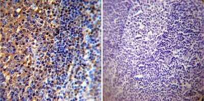 Immunohistochemistry-Paraffin: Actin Antibody (mAbGEa) - Azide and BSA Free [NBP2-80561]
