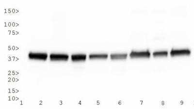 Western Blot: Actin Antibody (mAbGEa)Azide and BSA Free [NBP2-80561]