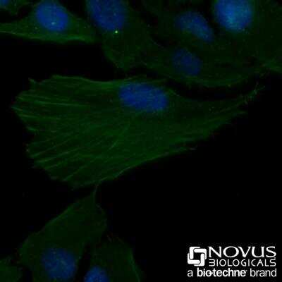Immunocytochemistry/ Immunofluorescence: Actin Antibody (mAbGEa) [NB100-74340]