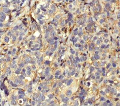 Immunohistochemistry-Paraffin: Actin Antibody (mAbGEa) [NB100-74340]