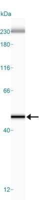Simple Western: Actin Antibody (mAbGEa) [NB100-74340]