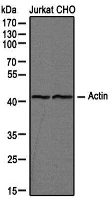Western Blot: Actin Antibody (mAbGEa) [NB100-74340]