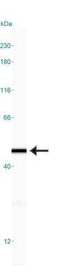 Simple Western: Actin Gamma 1 Antibody [NB600-533]