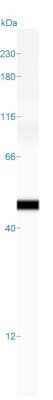 Simple Western: Actin (Muscle Specific) Antibody (HHF35)Azide and BSA Free [NBP2-34634]