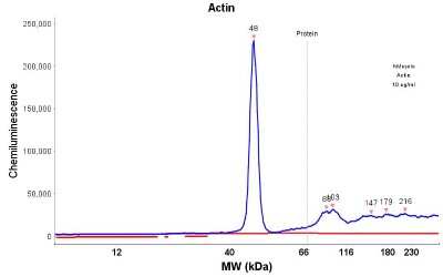 Simple Western: Actin (Muscle Specific) Antibody (HHF35) [NBP2-34230]