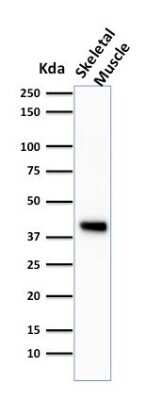 Western Blot: Actin (Muscle Specific) Antibody (HHF35) [NBP2-34230]