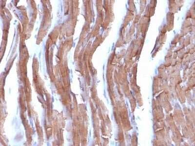 Immunohistochemistry-Paraffin: Actin (Muscle Specific) Antibody (MSA/953) - Azide and BSA Free [NBP2-47662]