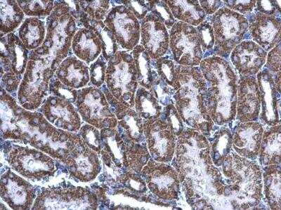 Immunohistochemistry-Paraffin: Acylglycerol Kinase Antibody [NBP1-32163]