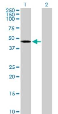 Western Blot: Acylglycerol Kinase Antibody [H00055750-B01P]