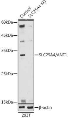 Knockout Validated: Adenine Nucleotide Translocase 1 Antibody - Azide and BSA Free [NBP2-92642]