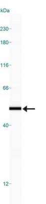Simple Western: Adenosine A2aR Antibody [NB300-597]