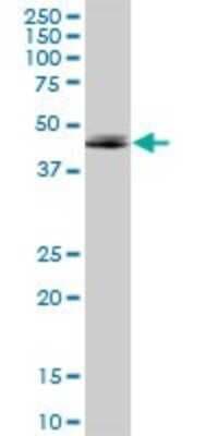Western Blot: Adenosine A2aR Antibody [H00000135-B01P]