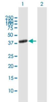 Western Blot: Adenosine A2aR Antibody [H00000135-B01P]