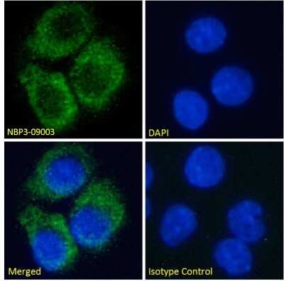 Immunocytochemistry/ Immunofluorescence: Adenosine A2aR Antibody (Ig2838) - Chimeric - Azide and BSA Free [NBP3-09003]