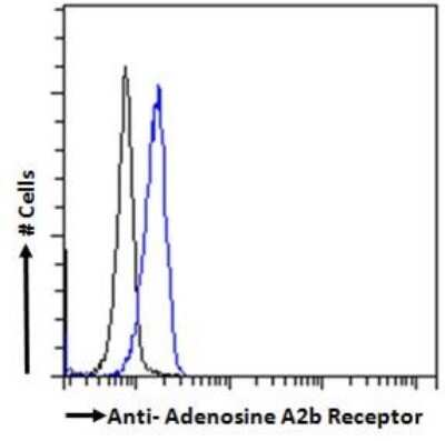 Flow Cytometry: Adenosine A2b R Antibody [NB600-797]