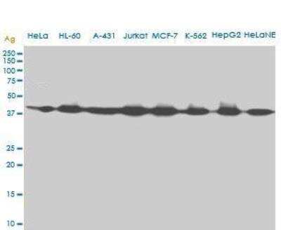 Western Blot: Adenosylhomocysteinase/AHCY Antibody (M2) [H00000191-M09]
