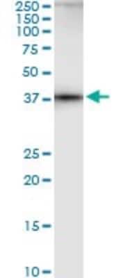 Western Blot: Adenosylhomocysteinase/AHCY Antibody (M2) [H00000191-M09]