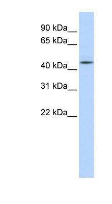 Western Blot: Adenosylhomocysteinase/AHCY Antibody [NBP1-55016]
