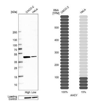 Western Blot: Adenosylhomocysteinase/AHCY Antibody [NBP2-48817]