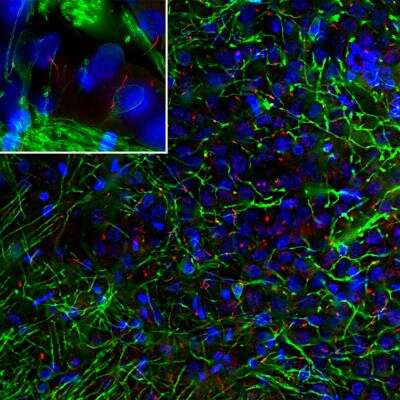 Immunocytochemistry/ Immunofluorescence: Adenylate Cyclase 3 Antibody [NBP3-05527]