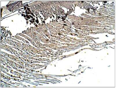Immunohistochemistry-Paraffin: Adenylate Cyclase 6 Antibody [NBP3-12233]