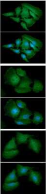Immunocytochemistry/ Immunofluorescence: Adenylate Kinase 1 Antibody (7E9) - BSA Free [NBP2-59485]