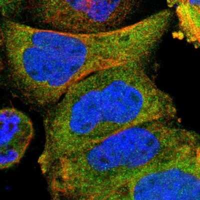 Immunocytochemistry/ Immunofluorescence: Adenylate Kinase 1 Antibody [NBP1-87401]