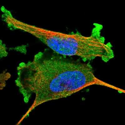Immunocytochemistry/ Immunofluorescence: Adenylosuccinate Synthase Antibody [NBP1-90360]