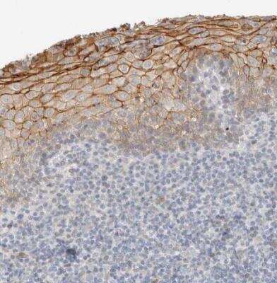 Immunohistochemistry-Paraffin: Adipolin/FAM132A Antibody [NBP1-90700]
