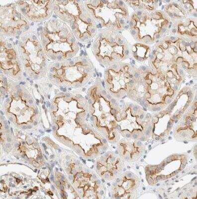 Immunohistochemistry-Paraffin: Adipolin/FAM132A Antibody [NBP1-90700]