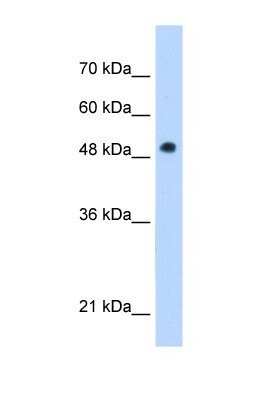 Western Blot: Adiponutrin/PNPLA3 Antibody [NBP1-54611]