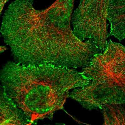 Immunocytochemistry/ Immunofluorescence: Afadin/AF-6 Antibody [NBP1-90218]