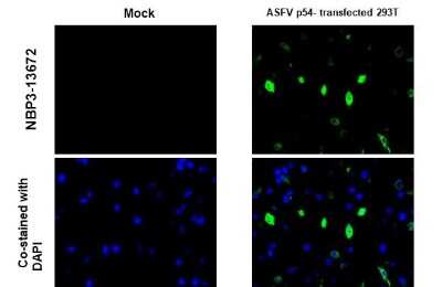 Immunohistochemistry-Paraffin: African Swine Fever Virus p54 Antibody (GT1075) [NBP3-13672]