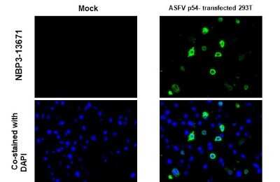 Immunohistochemistry-Paraffin: African Swine Fever Virus p54 Antibody (GT853) [NBP3-13671]