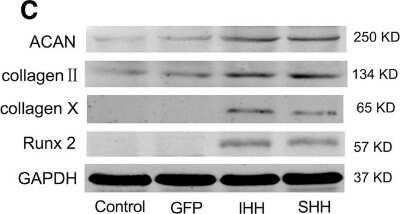 Western Blot: Aggrecan Antibody (BC-3)BSA Free [NB600-504]