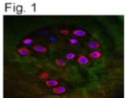 Immunocytochemistry/ Immunofluorescence: Aggrecan Neoepitope Antibody - BSA Free [NB100-74350]