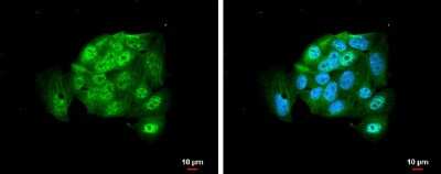 Immunocytochemistry/ Immunofluorescence: Ago2/eIF2C2 Antibody [NBP3-13024]