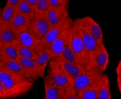 Immunocytochemistry/ Immunofluorescence: Ago2/eIF2C2 Antibody (JF0992) [NBP2-67121]