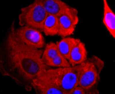 Immunocytochemistry/ Immunofluorescence: Ago2/eIF2C2 Antibody (JF0992) [NBP2-67121]