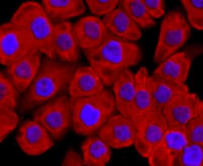 Immunocytochemistry/ Immunofluorescence: Ago2/eIF2C2 Antibody (JF0992) [NBP2-67121]