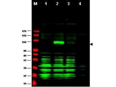 Western Blot: Ajuba Antibody [NB600-468]