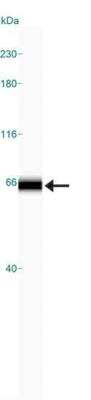 Simple Western: Alas1 Antibody [NB100-56415]