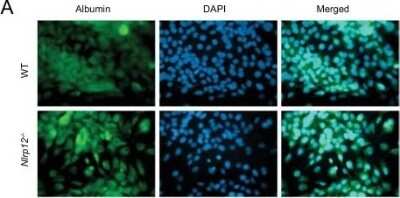 Immunocytochemistry/ Immunofluorescence: Albumin Antibody - BSA Free [NB600-41532]