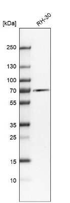 Western Blot: Albumin Antibody [NBP2-38175]