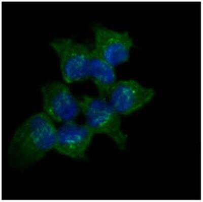 Immunocytochemistry/ Immunofluorescence: Aldo-keto Reductase 1C1/AKR1C1 Antibody (6D10) - BSA Free [NBP1-74042]
